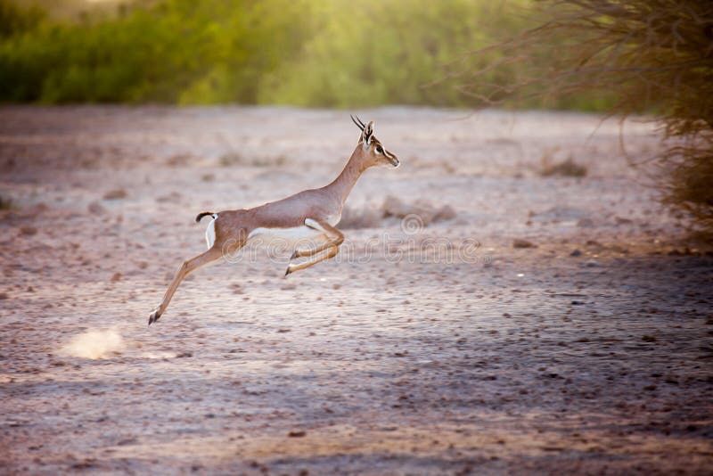 Jumping gazelle on Sir Bani Yas island, UAE. Jumping gazelle on Sir Bani Yas island, UAE