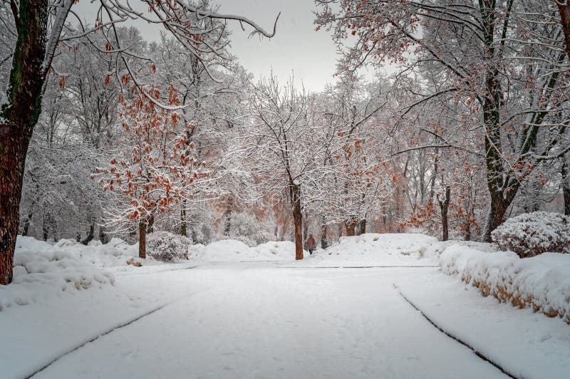 Het stadspark na sneeuwonweer is behandeld met witte sneeuw Sneeuw na sneeuwval op stadsstraat Mooie koude de winterscène stock afbeelding Het stadspark na sneeuwonweer is behandeld met witte sneeuw Sneeuw na sneeuwval op stadsstraat Mooie koude de winterscène stock afbeelding