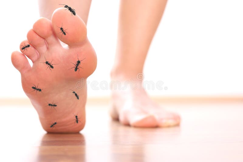 Het stappen van de voet het been van de mieren chicle diabetes