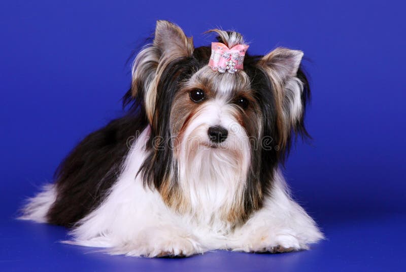 Het stellen van beveryork tegen een blauwe achtergrond Een hondterriër ligt in een roze boog royalty-vrije stock foto's Het stellen van beveryork tegen een blauwe achtergrond Een hondterriër ligt in een roze boog royalty-vrije stock foto's