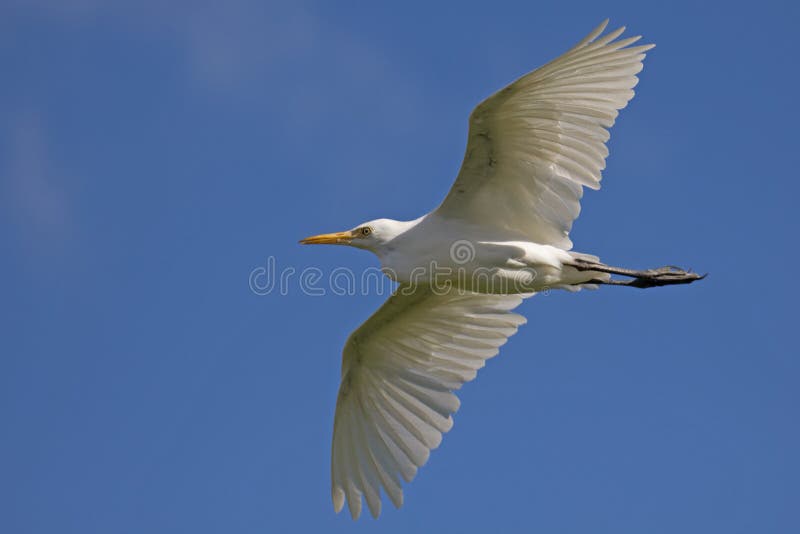 Het stijgen van de aigrette royalty-vrije stock fotografie Het stijgen van de aigrette royalty-vrije stock fotografie