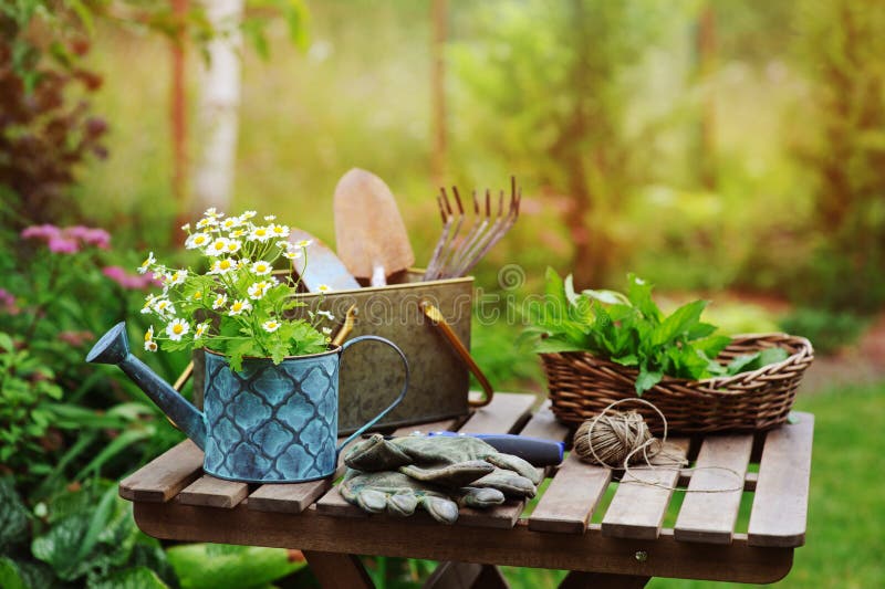 Het stilleven van het tuinwerk in de zomer Kamillebloemen, handschoenen en hulpmiddelen op houten lijst openlucht stock foto's Het stilleven van het tuinwerk in de zomer Kamillebloemen, handschoenen en hulpmiddelen op houten lijst openlucht stock foto's