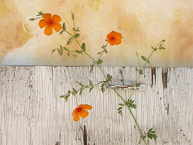 Download Het Stilleven Van Wildflowers Stock Afbeelding - Afbeelding bestaande uit wild, geel: 56089