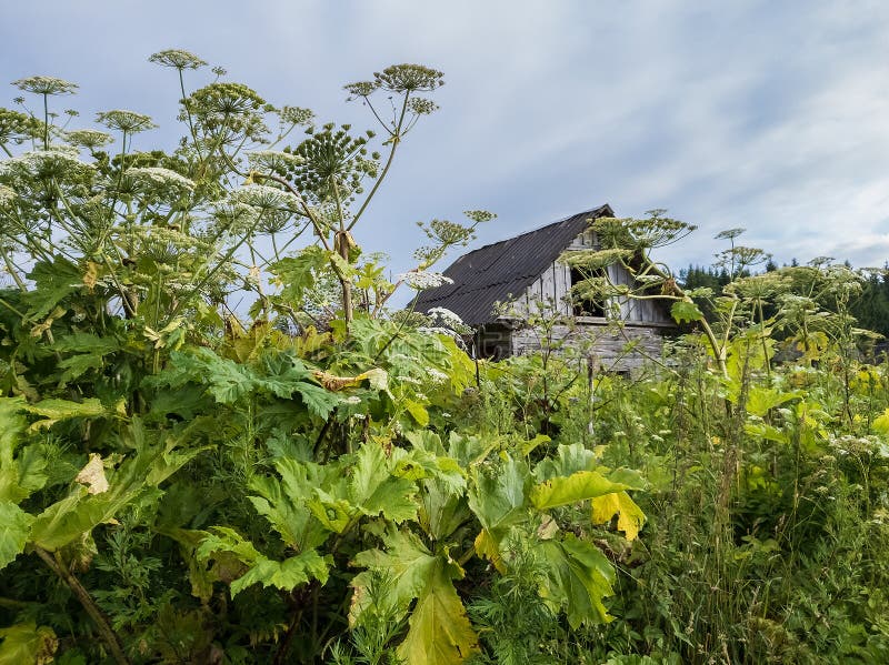 Het struikgewas van giftig hogweed De gevaarlijke installaties zijn langer dan een mens Verlaten die schuur met koepastinaak word royalty-vrije stock afbeeldingen Het struikgewas van giftig hogweed De gevaarlijke installaties zijn langer dan een mens Verlaten die schuur met koepastinaak word royalty-vrije stock afbeeldingen