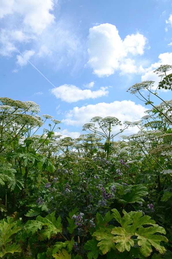 Het struikgewas van giftige reus hogweed met paraplu's tegen de blauwe hemel met wolken stock foto Het struikgewas van giftige reus hogweed met paraplu's tegen de blauwe hemel met wolken stock foto
