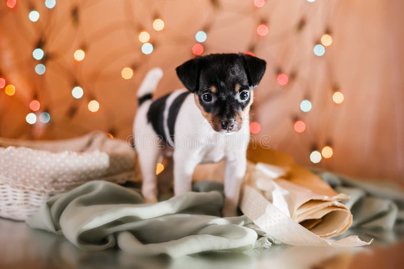 Het Stuk speelgoed van het hondras fox-terrierpuppy stock fotografie Het Stuk speelgoed van het hondras fox-terrierpuppy stock fotografie