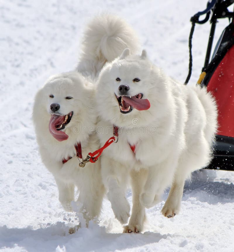 Samoyed sled dog team running fast with tongue outside by winter day. Samoyed sled dog team running fast with tongue outside by winter day