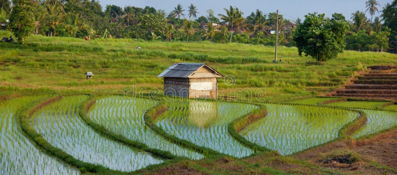 Het terrasgebied van het rijstwater met groene installaties in zonsondergang met keet in Bali, Indonesië royalty-vrije stock foto Het terrasgebied van het rijstwater met groene installaties in zonsondergang met keet in Bali, Indonesië royalty-vrije stock foto