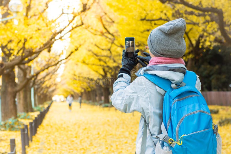 Het toeristenmeisje neemt bomen van een foto de gele ginkgo stock foto's Het toeristenmeisje neemt bomen van een foto de gele ginkgo stock foto's