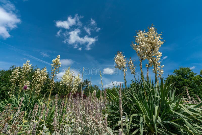 Het toneelbed die van de de zomerbloem verscheidene witte yuccafilamentosa en salie kenmerken stock afbeeldingen Het toneelbed die van de de zomerbloem verscheidene witte yuccafilamentosa en salie kenmerken stock afbeeldingen