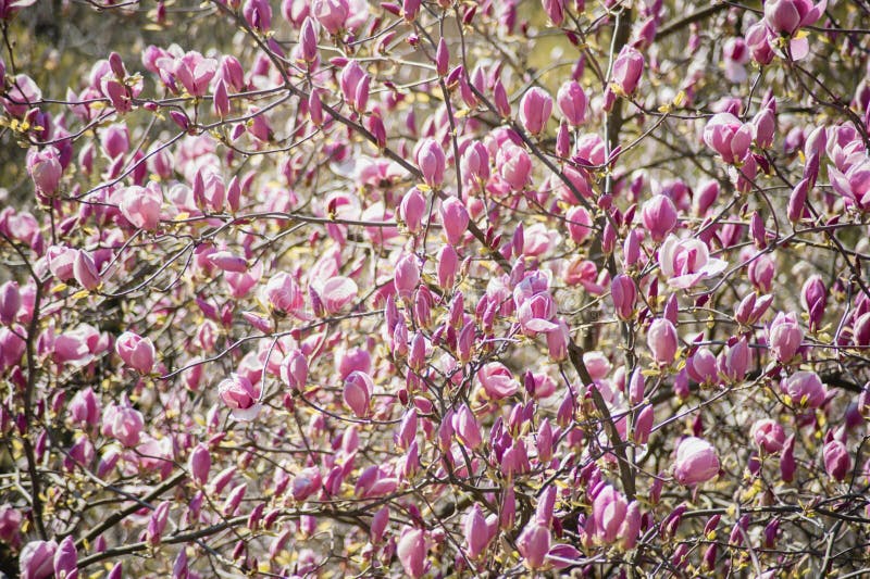 Het tot bloei komen van roze magnoliabloemen in de lentetijd, bloemen seizoengebonden achtergrond stock foto's Het tot bloei komen van roze magnoliabloemen in de lentetijd, bloemen seizoengebonden achtergrond stock foto's