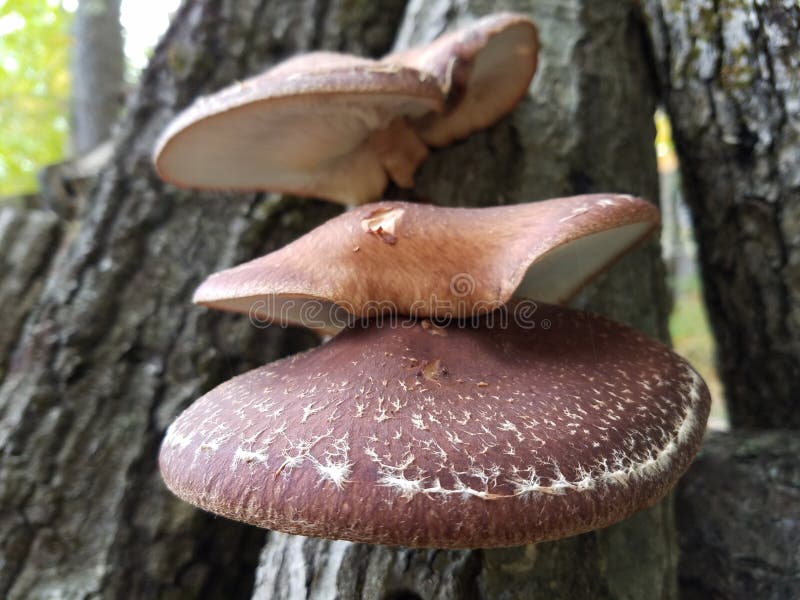 The shiitake is an edible mushroom native to Japan, China and Korea. Shiitake mushrooms are cultivated and consumed in many Asian countries. It is considered a medicinal mushroom in some forms of traditional medicine. Shiitake Mushroom Log Shiitakes have four to ten times the flavor of common white button mushrooms. The shiitake is an edible mushroom native to Japan, China and Korea. Shiitake mushrooms are cultivated and consumed in many Asian countries. It is considered a medicinal mushroom in some forms of traditional medicine. Shiitake Mushroom Log Shiitakes have four to ten times the flavor of common white button mushrooms.