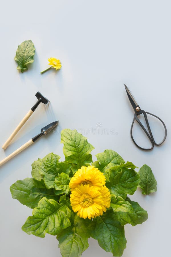 Het tuinieren bloemen in pot, schaar en hulpmiddelen op grijs De zomer en de lente het werk in bloemtuin tuinbouw royalty-vrije stock foto's Het tuinieren bloemen in pot, schaar en hulpmiddelen op grijs De zomer en de lente het werk in bloemtuin tuinbouw royalty-vrije stock foto's