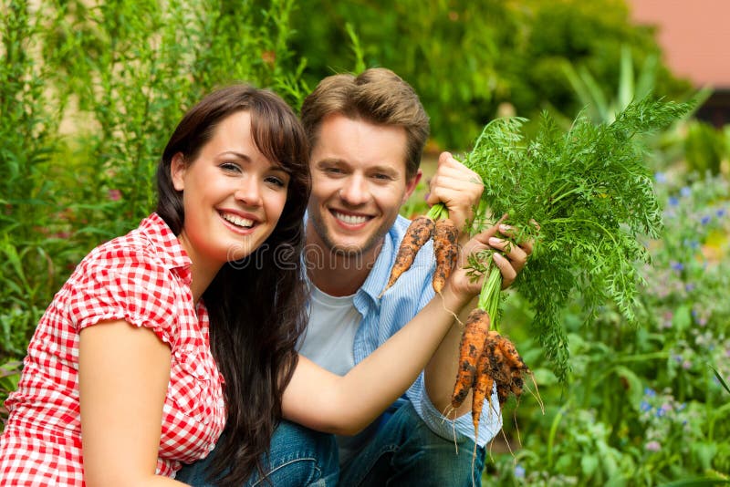 Gardening in summer - happy couple harvesting carrots and having lots of fun. Gardening in summer - happy couple harvesting carrots and having lots of fun