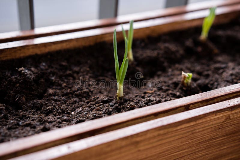 Het tuinieren en tuinbouw het kweken van groene uien in een doos op een terras in de stad stock afbeeldingen Het tuinieren en tuinbouw het kweken van groene uien in een doos op een terras in de stad stock afbeeldingen