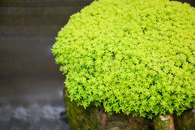 Het tuinieren sluit het bloemenontwerp, omhoog van groene miniatuurtuin in aardewerkslag, miniatuur succulente installaties royalty-vrije stock afbeelding Het tuinieren sluit het bloemenontwerp, omhoog van groene miniatuurtuin in aardewerkslag, miniatuur succulente installaties royalty-vrije stock afbeelding