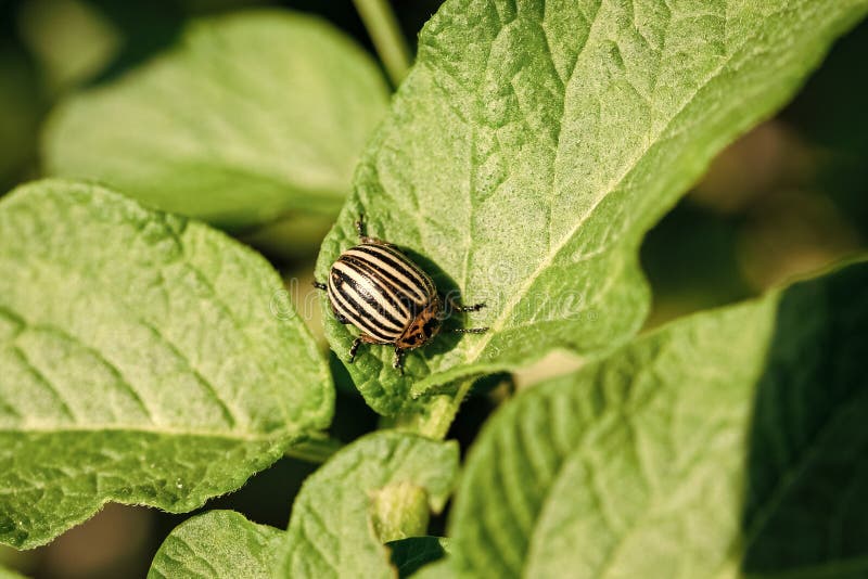 Het tuinieren, tuinbouw, insect stock afbeelding Het tuinieren, tuinbouw, insect stock afbeelding
