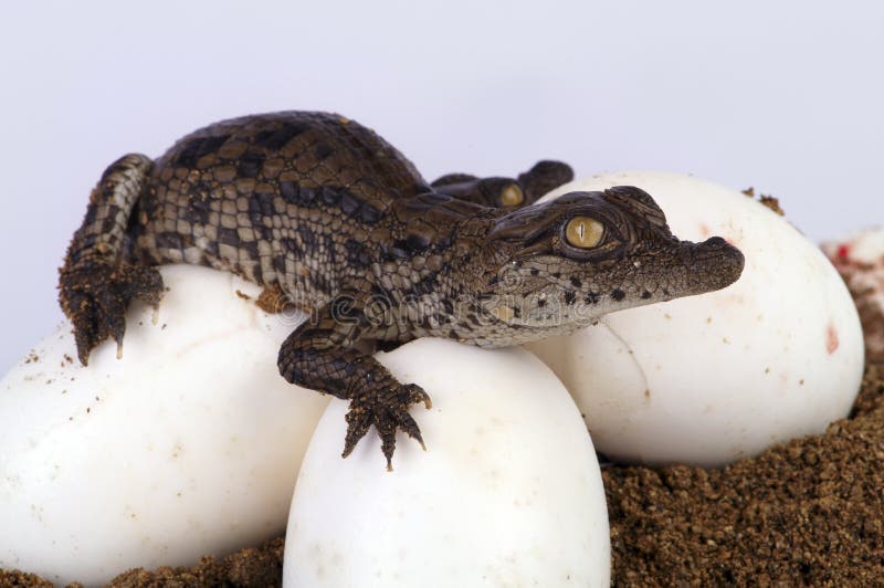 A Crocodile Hatching from its egg. A Crocodile Hatching from its egg