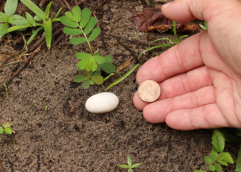 This is a photograph of a tiny box turtle egg in the Green Swamp lands of Florida. You can see how small compared to the size of a penny..So Small!!. This is a photograph of a tiny box turtle egg in the Green Swamp lands of Florida. You can see how small compared to the size of a penny..So Small!!