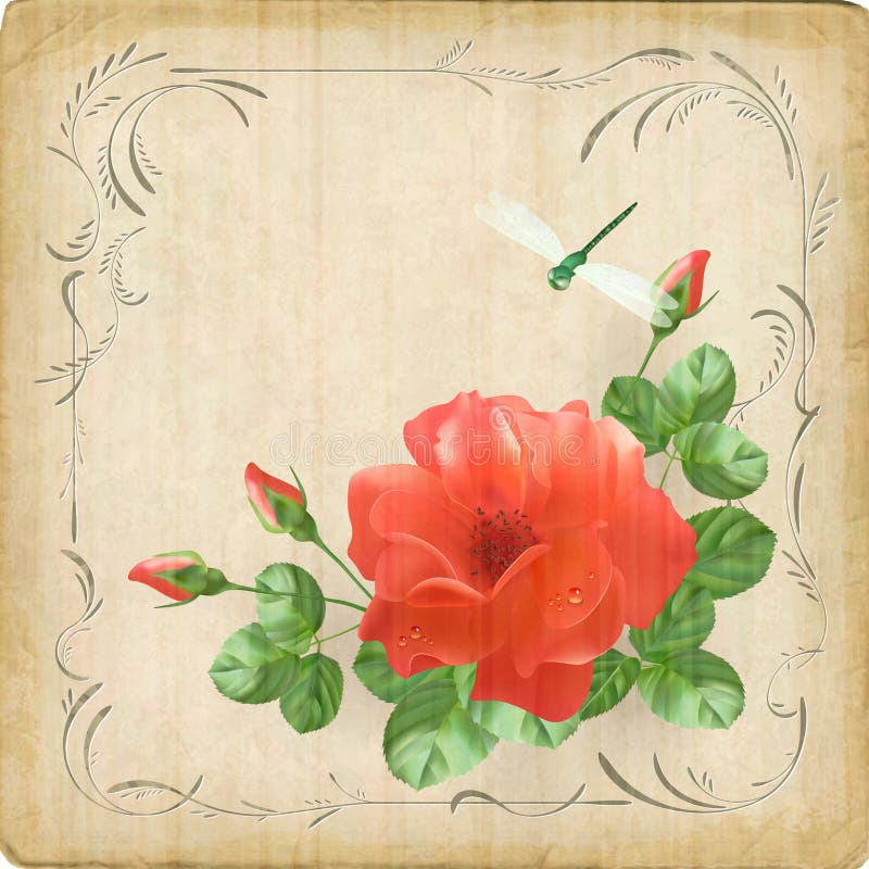 Vintage postcard with flower (rose), dew drops on petals, dragonfly, decorative border frame, subtle grunge texture of old paper, rough edges in retro style. Antique vector romantic floral background. Vintage postcard with flower (rose), dew drops on petals, dragonfly, decorative border frame, subtle grunge texture of old paper, rough edges in retro style. Antique vector romantic floral background