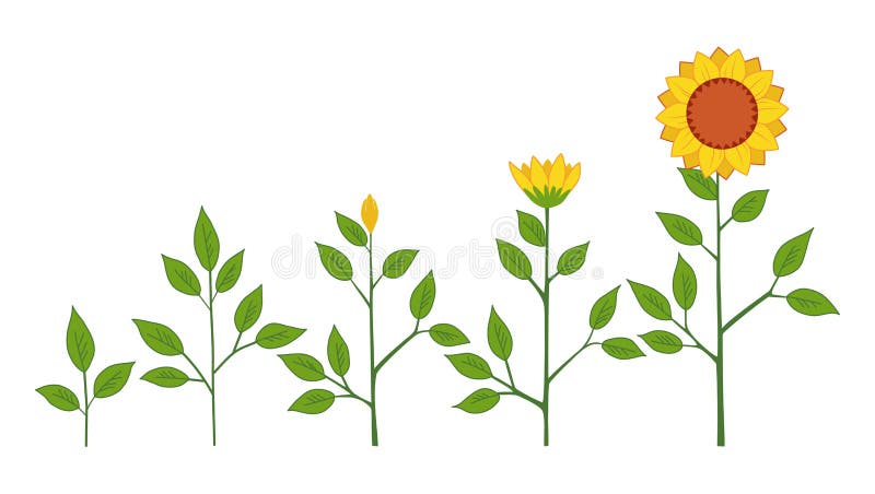 Het vectorconcept van de groeistadia van de zonnebloeminstallatie, abstracte die bloemsymbolen op witte achtergrond worden geïsol royalty-vrije illustratie Het vectorconcept van de groeistadia van de zonnebloeminstallatie, abstracte die bloemsymbolen op witte achtergrond worden geïsol royalty-vrije illustratie