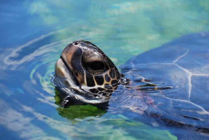 Het verbazen dicht omhoog van Zeeschildpad het Zwemmen royalty-vrije stock afbeelding Het verbazen dicht omhoog van Zeeschildpad het Zwemmen royalty-vrije stock afbeelding