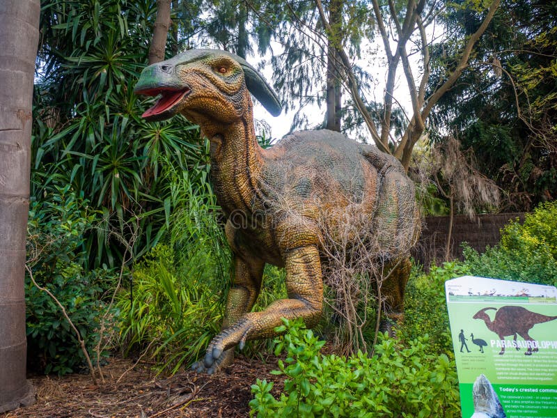 Het verbergen in een de vertoningsmodel van struikparasaurolophus in de Dierentuin van Perth stock foto's Het verbergen in een de vertoningsmodel van struikparasaurolophus in de Dierentuin van Perth stock foto's