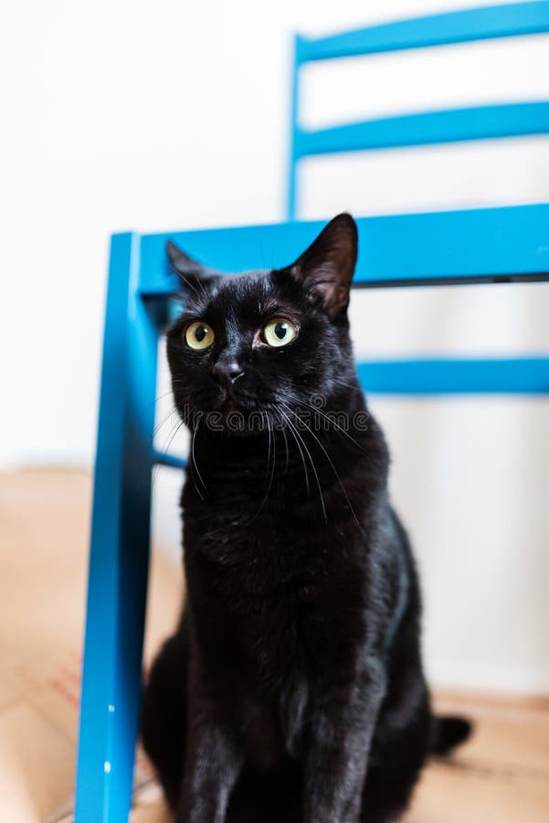Het verdachte zwarte kat verbergen onder een stoel royalty-vrije stock fotografie Het verdachte zwarte kat verbergen onder een stoel royalty-vrije stock fotografie
