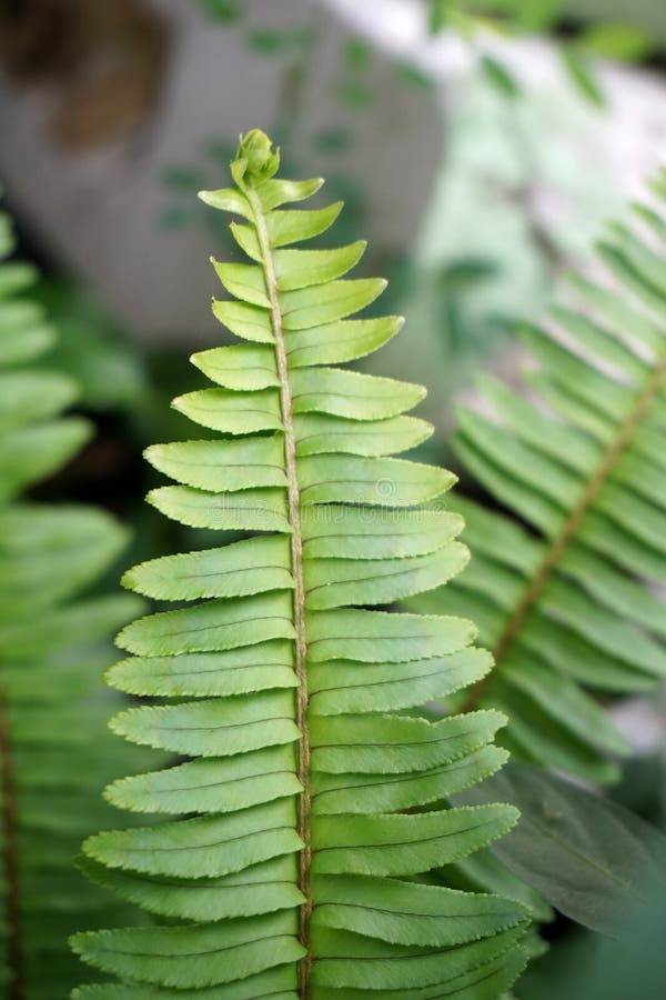 Het verse groene Nephrolepis-cordifolia of blad van de Zwaardvaren in aardtuin royalty-vrije stock afbeeldingen Het verse groene Nephrolepis-cordifolia of blad van de Zwaardvaren in aardtuin royalty-vrije stock afbeeldingen