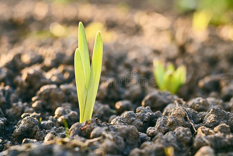 Het verse lichtgroene spruit groeien door grond op de lentebloembed royalty-vrije stock afbeelding Het verse lichtgroene spruit groeien door grond op de lentebloembed royalty-vrije stock afbeelding