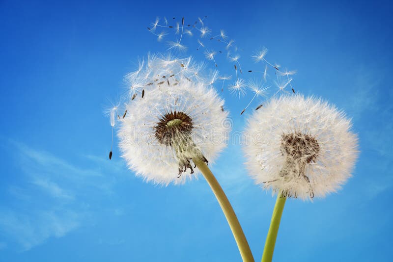 Het verspreidende zaad van de paardebloemklok stock fotografie Het verspreidende zaad van de paardebloemklok stock fotografie