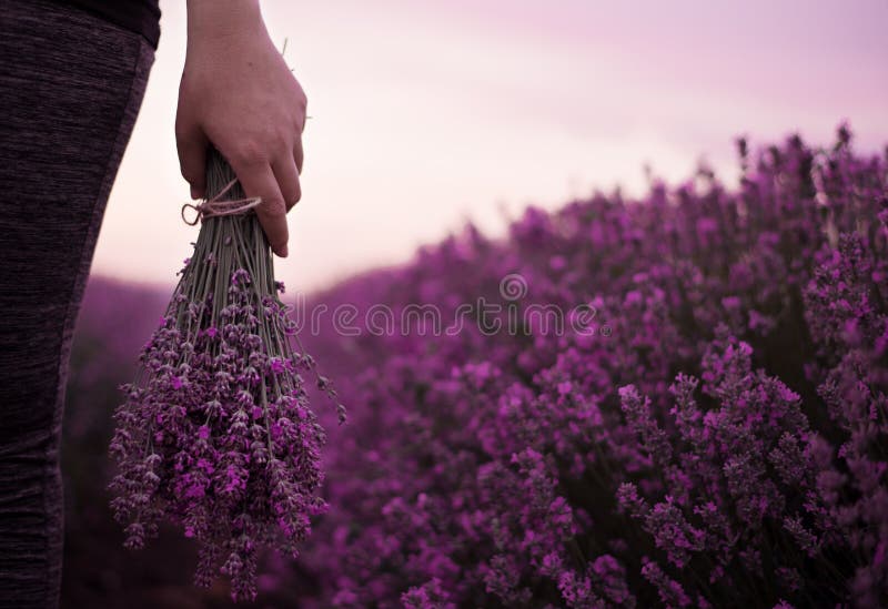 Het verzamelen van een boeket van lavendel Meisjeshand die een boeket van verse lavendel op lavendelgebied houden Zon, zonnevel