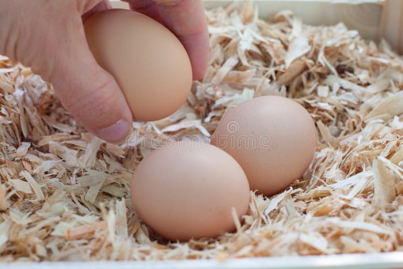 Het verzamelen van verse eieren