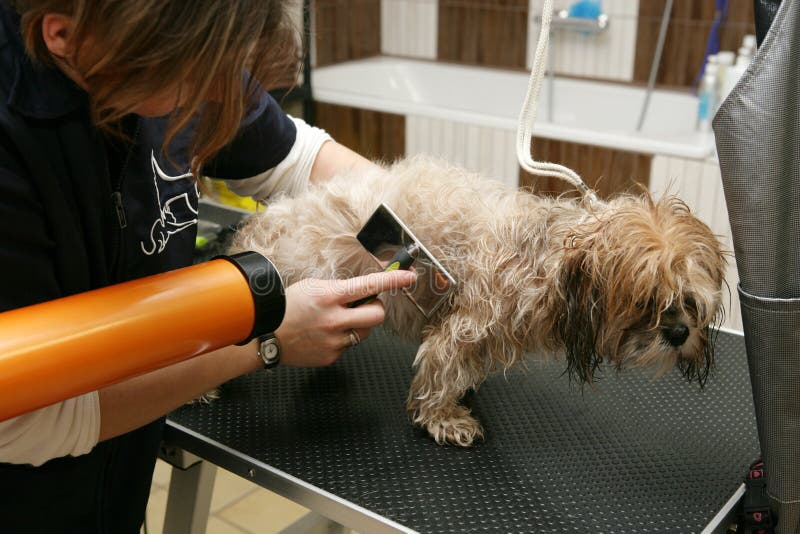 Hondentrimsalon stock foto's