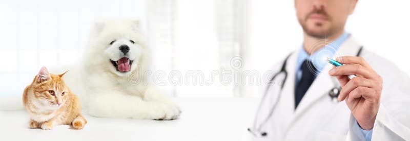 Het veterinaire scherm van de artsenaanraking met penhond en kat op witte bac stock foto's Het veterinaire scherm van de artsenaanraking met penhond en kat op witte bac stock foto's