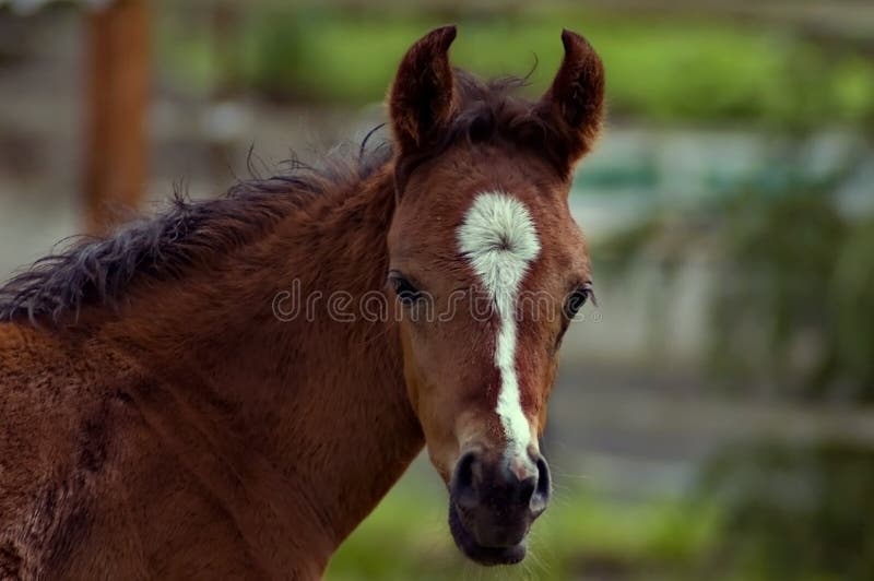 A baby foal facing the camera head on with a fencline and farm in the background. A baby foal facing the camera head on with a fencline and farm in the background.