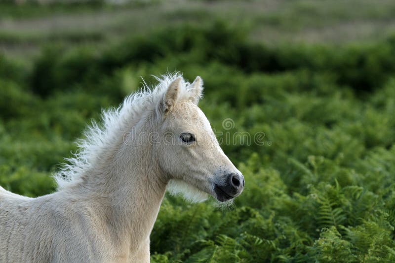 Het Veulen Van Dartmoorpalomino Stock Afbeelding Image of pret, heide