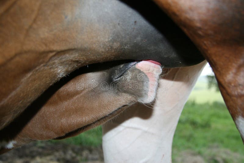 A young Pintabian foal drinking some milk. A young Pintabian foal drinking some milk