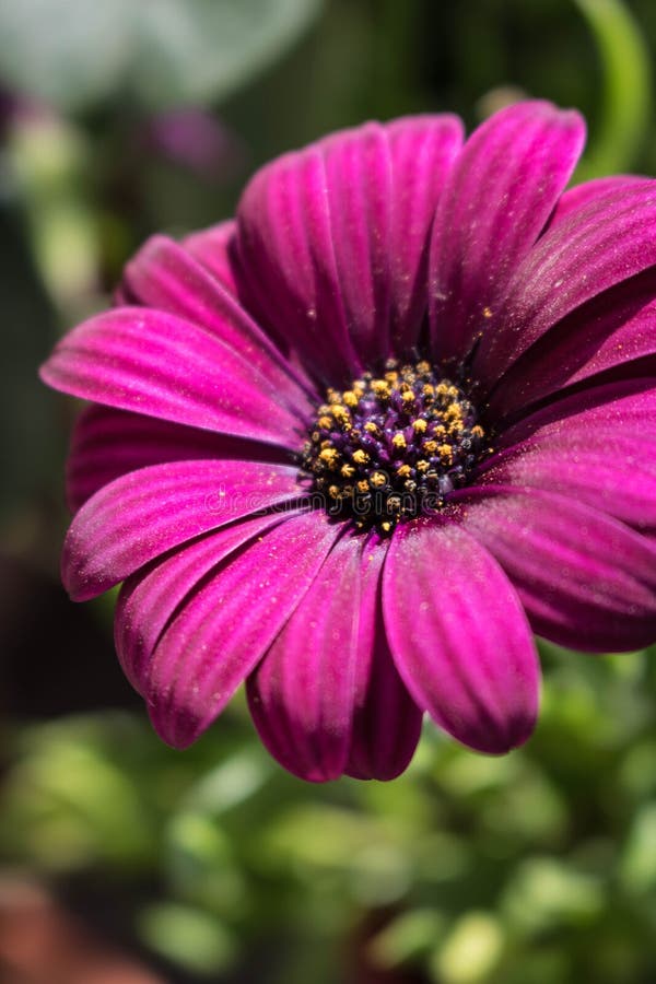Het violette bloemzon baden stock afbeelding Het violette bloemzon baden stock afbeelding