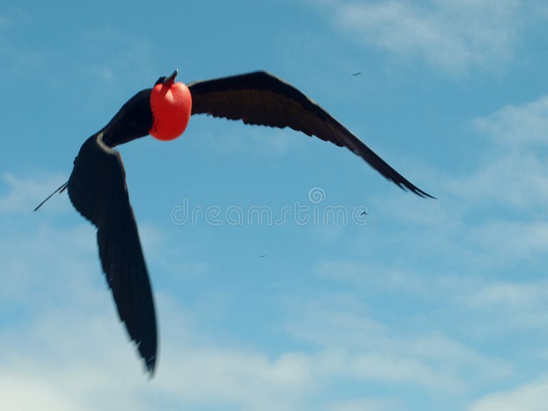 Het vliegen frigatebird met opgeblazen rode gular zak stock afbeelding Het vliegen frigatebird met opgeblazen rode gular zak stock afbeelding