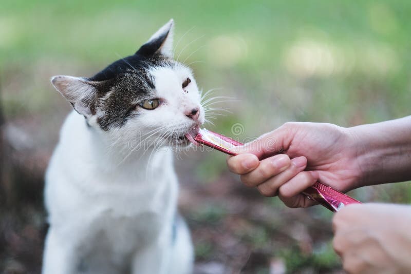 Het voeden van voedsel voor een kleine kat in de tuin stock afbeeldingen Het voeden van voedsel voor een kleine kat in de tuin stock afbeeldingen
