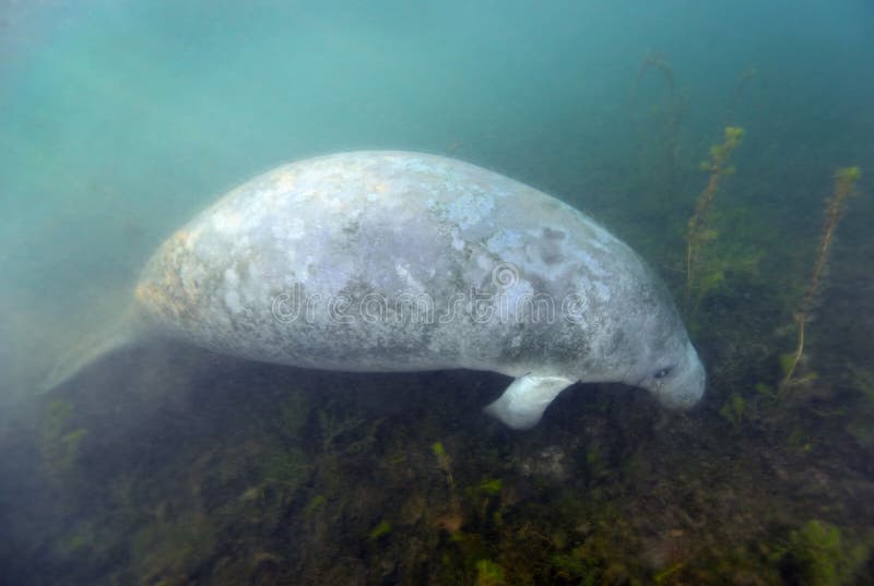Het Voederen van Manatee - de Baai van Koningen royalty-vrije stock foto's Het Voederen van Manatee - de Baai van Koningen royalty-vrije stock foto's