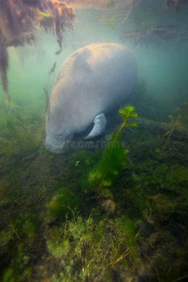 Het Voederen van Manatee - Ondiep Water stock afbeeldingen Het Voederen van Manatee - Ondiep Water stock afbeeldingen