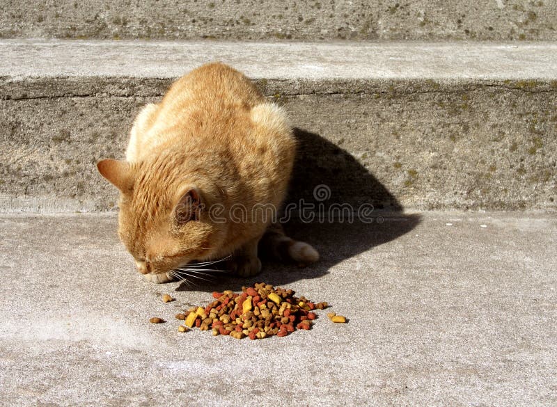 Het voedsel van de kat stock afbeeldingen Het voedsel van de kat stock afbeeldingen