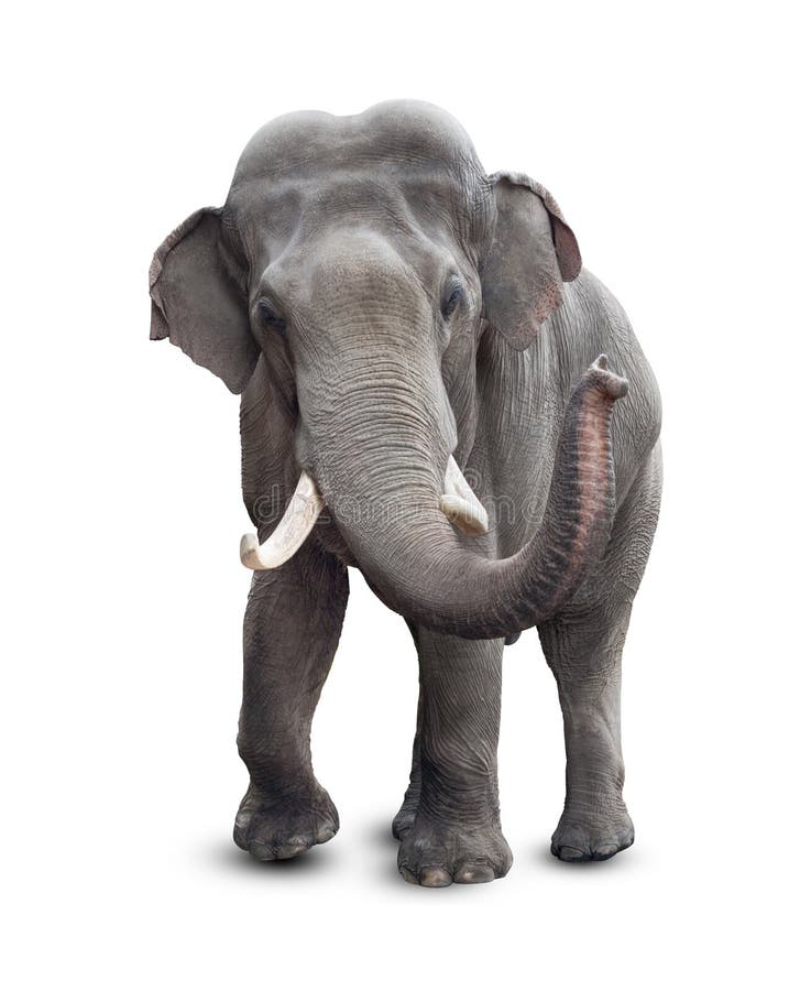 Het vooraanzicht van de olifant met het knippen van weg