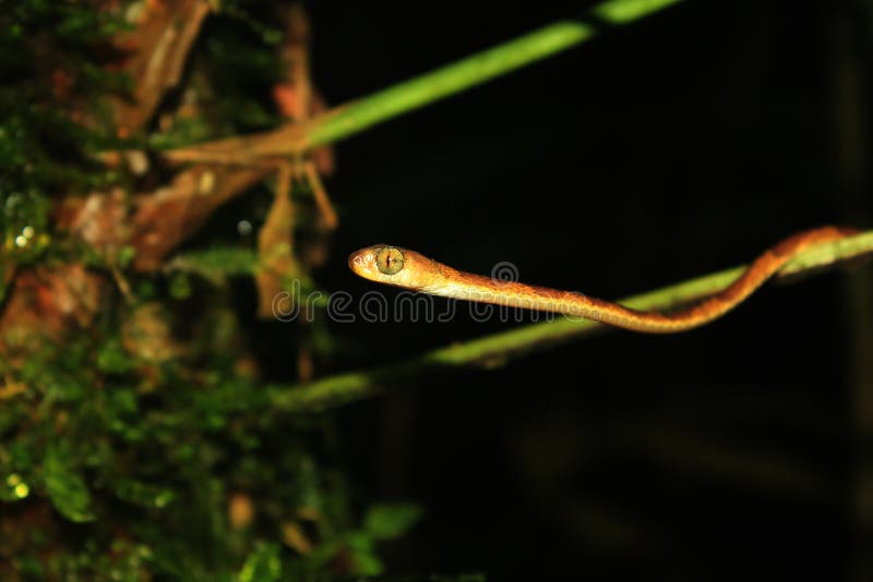 Het voordeel van een botte geleide slang, imantodes lentiferus, met een zeer groot oog royalty-vrije stock foto Het voordeel van een botte geleide slang, imantodes lentiferus, met een zeer groot oog royalty-vrije stock foto