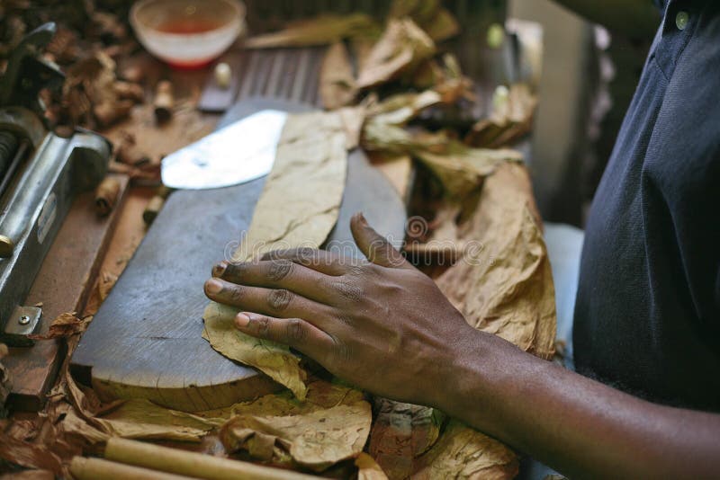 Factory worker, trained skills over the years, is folding cigars from the leaves thoroughly. Dried in a special way, to get the best flavor and taste of Dominican cigars Cuban cigars known worldwide. Tobacco Factory Santo Domingo, Dominican Republic. Factory worker, trained skills over the years, is folding cigars from the leaves thoroughly. Dried in a special way, to get the best flavor and taste of Dominican cigars Cuban cigars known worldwide. Tobacco Factory Santo Domingo, Dominican Republic