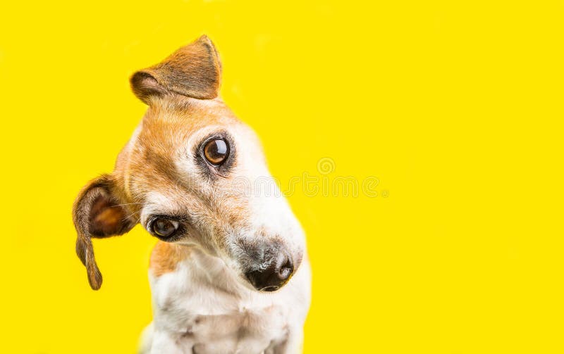 Het vragen verraste nieuwsgierig mooi de terriërportret van hondjack russell op gele achtergrond Heldere emoties