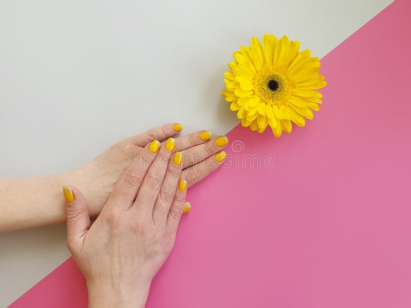 Het vrouwelijke ontwerp van de gerberabloem van de handenmanicure gele, mooie modieus op een gekleurde achtergrond royalty-vrije stock afbeeldingen Het vrouwelijke ontwerp van de gerberabloem van de handenmanicure gele, mooie modieus op een gekleurde achtergrond royalty-vrije stock afbeeldingen