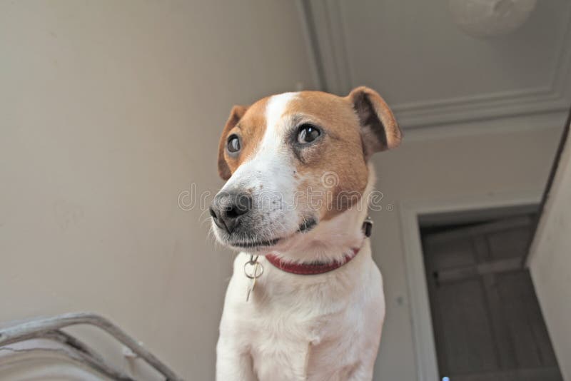 Puddles the Jack Russell has just torn up our bed clothes - she met me on the stairs looking very sheepish. Okay I said, so what have you been up to now then? Cheeky!. Puddles the Jack Russell has just torn up our bed clothes - she met me on the stairs looking very sheepish. Okay I said, so what have you been up to now then? Cheeky!